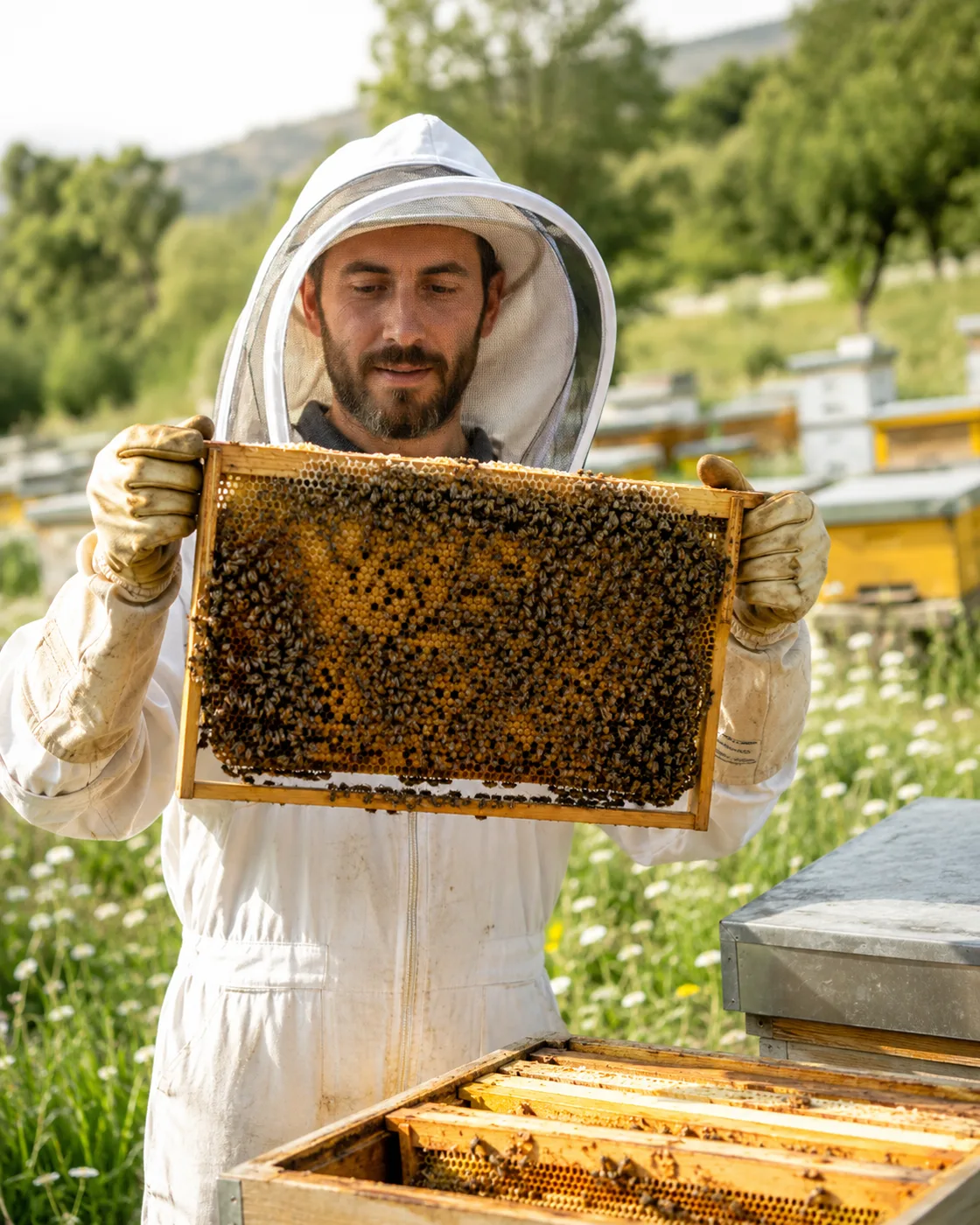 Apicoltore al lavoro nell'apiario