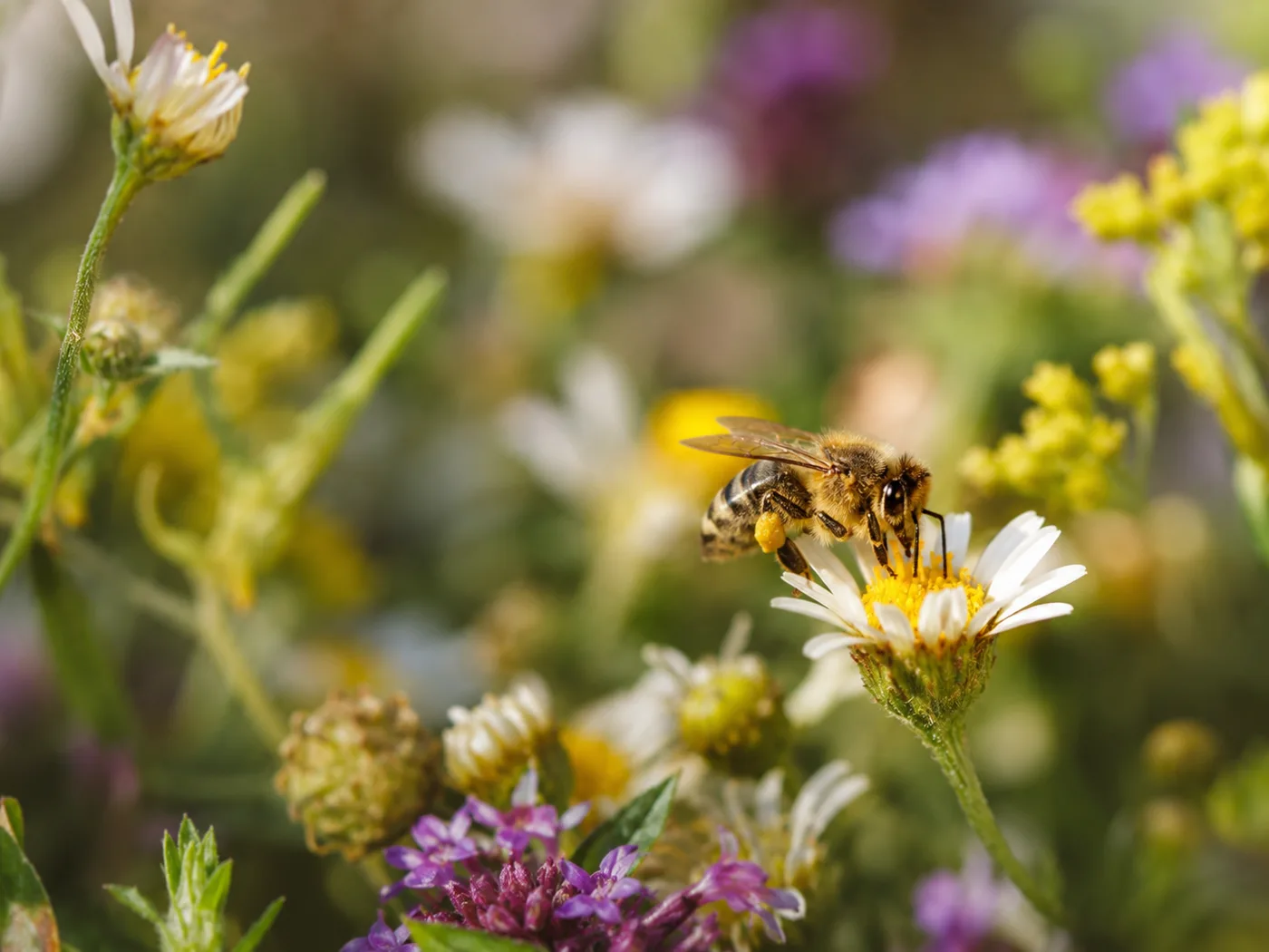 Api sui fiori, biodiversità